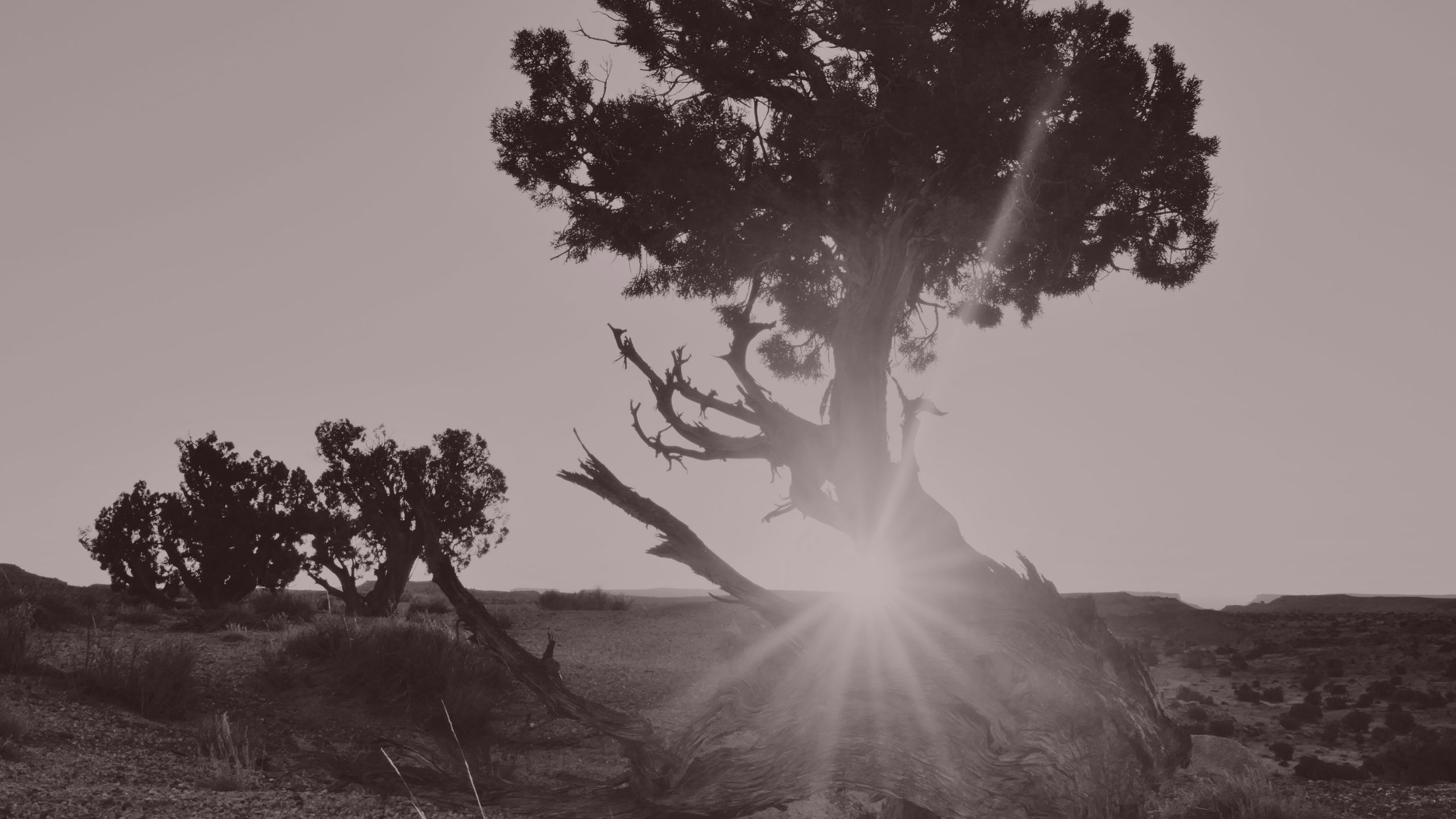 Juniper tree in sunlight