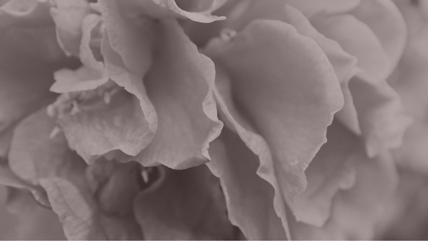 A rose, close