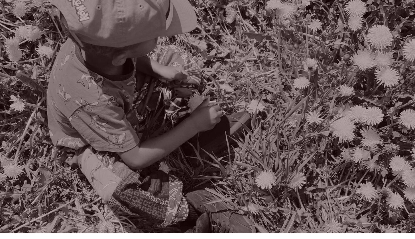 A child kneeling in a field of dandelions, examining the flowers