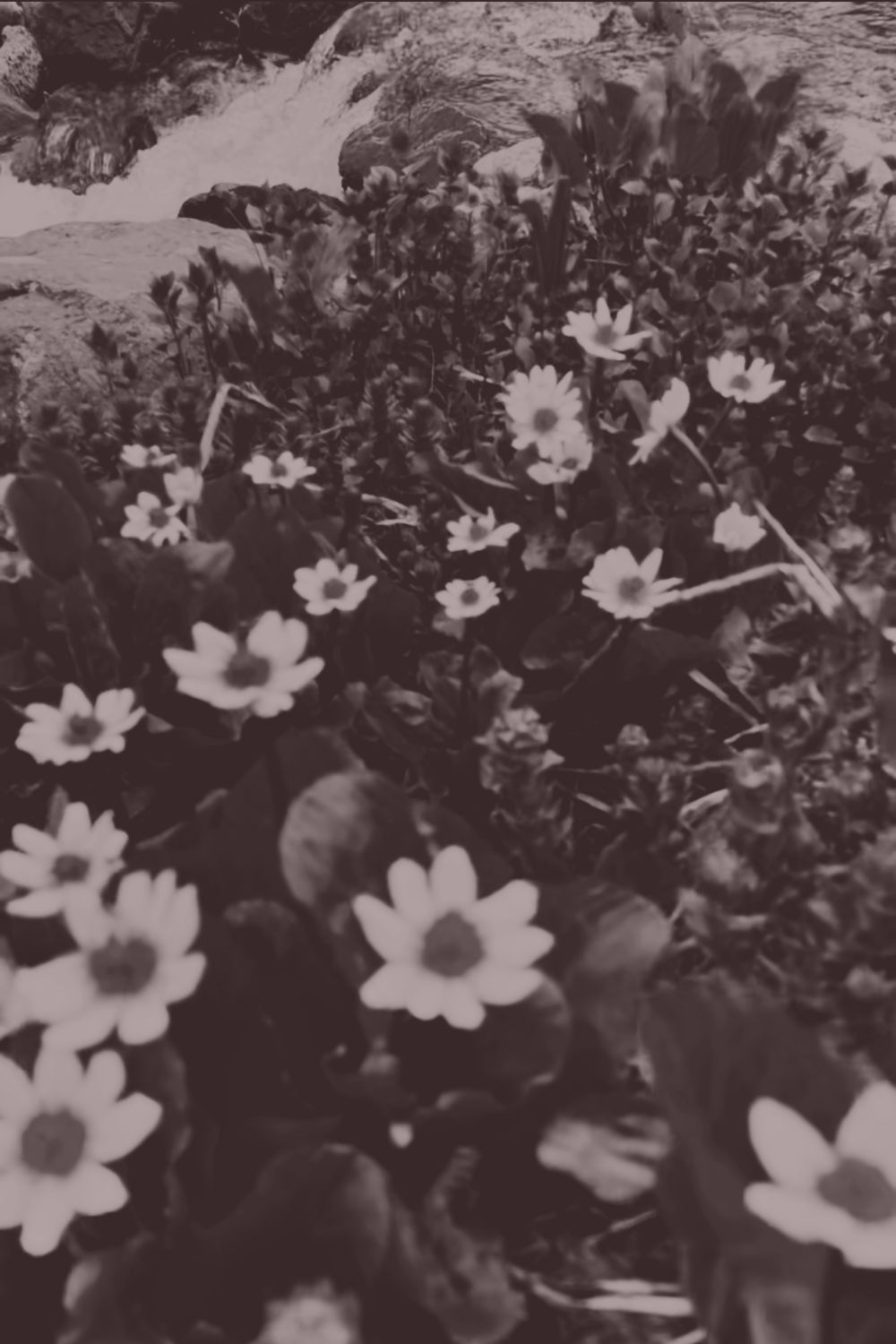 Wildflowers blooming beside a mountain stream